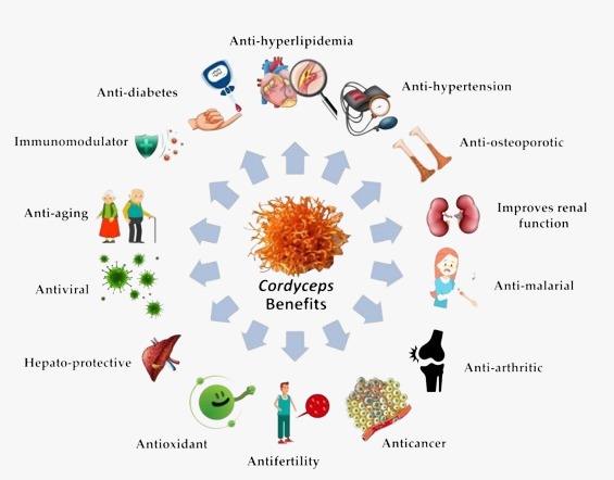 cordyceps